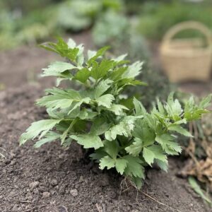 Maggy o levístico fresco