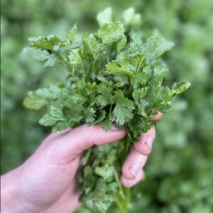 Culantro fresco