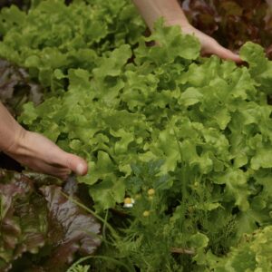 Lechuga de hoja