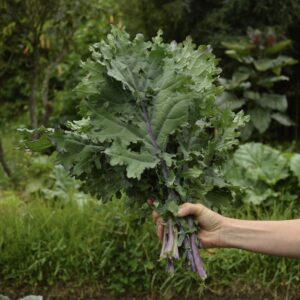 Kale o col crespa