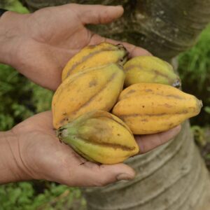 Chihualcán
