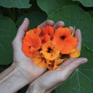 Flores frescas de capuchina