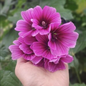 Malva rosada fresca